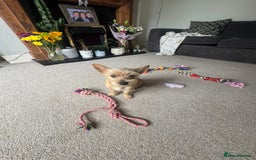 Chorkie dogs for sale: Chorkie for sale  - Image 1