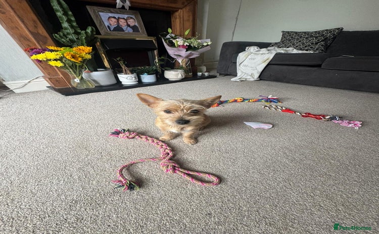 Chorkie dogs - Advert 1