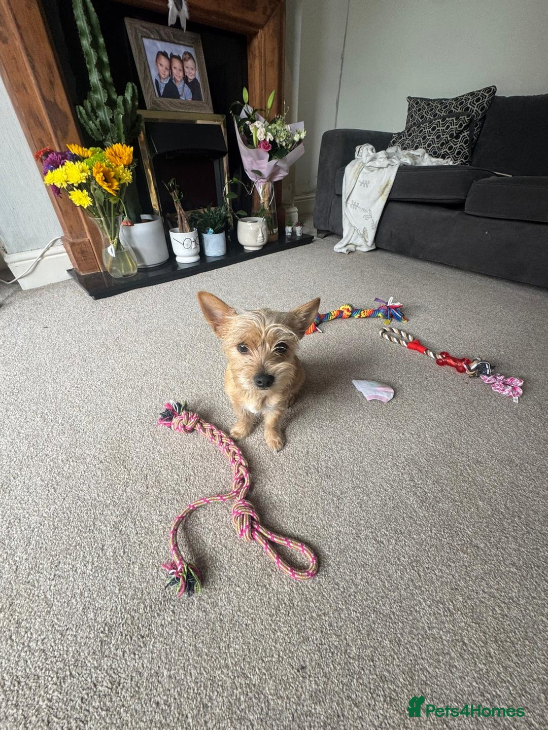 Chorkie dogs for sale: Chorkie for sale  - Image 1