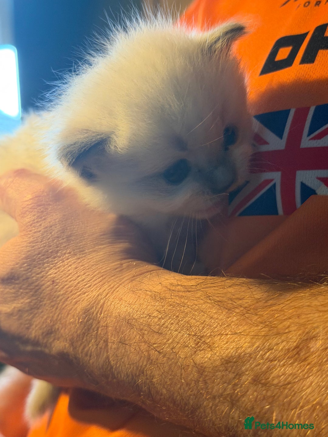 Ragdoll cats for sale: Adorable Ragdoll kittens - Image 9