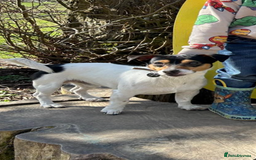 Jack Russell dogs for stud: Jack Russell for stud in Ellon - Image 1
