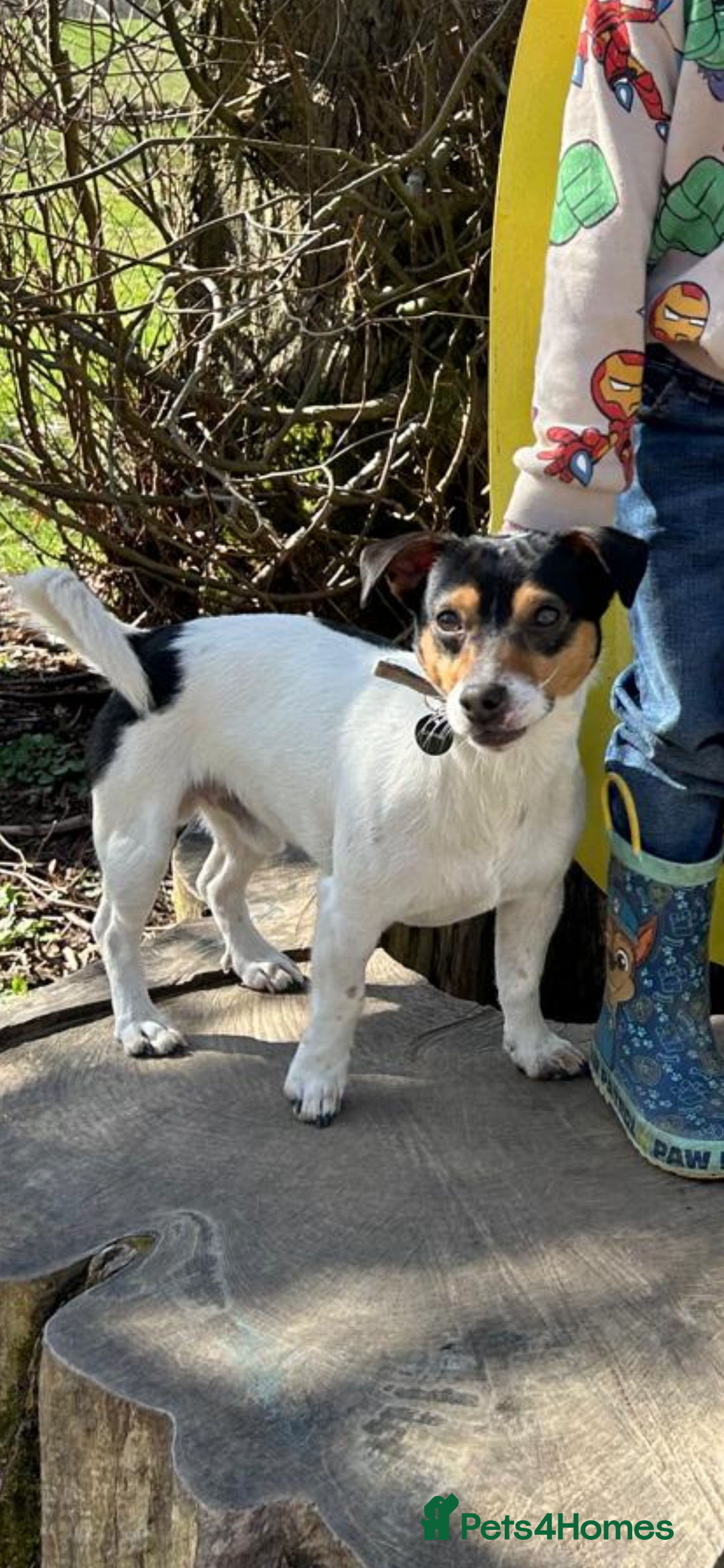 Jack Russell dogs for stud: Jack Russell for stud in Ellon - Image 1