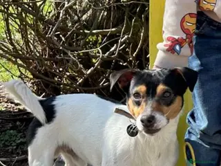 Jack Russell dogs Jack Russell for stud in Ellon - Advert 1