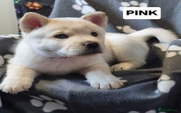 Mixed Breed dogs for sale: Chowski pups - Image 22