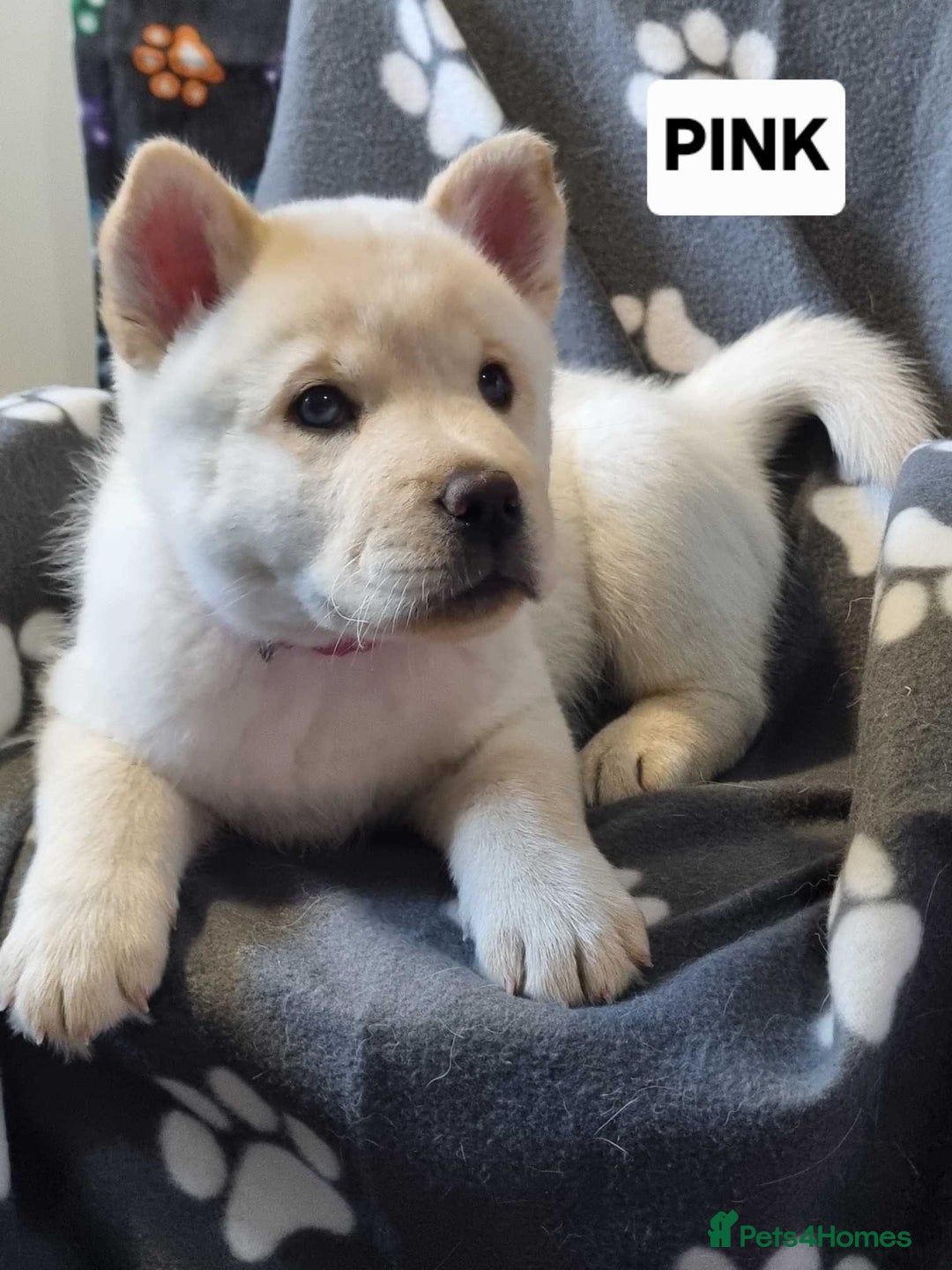 Mixed Breed dogs for sale: Chowski pups - Image 22