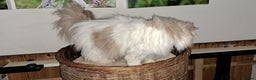 Persian cats for sale:  Pedigree Persian Female Available Now - Advert 17