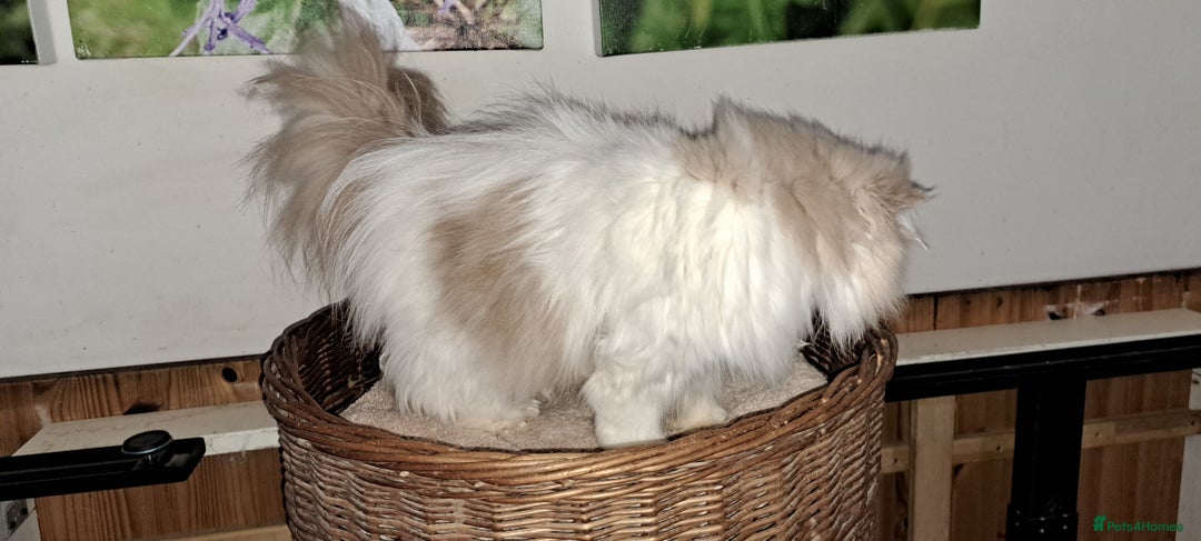 Persian cats for sale:  Pedigree Persian Female Available Now - Advert 17