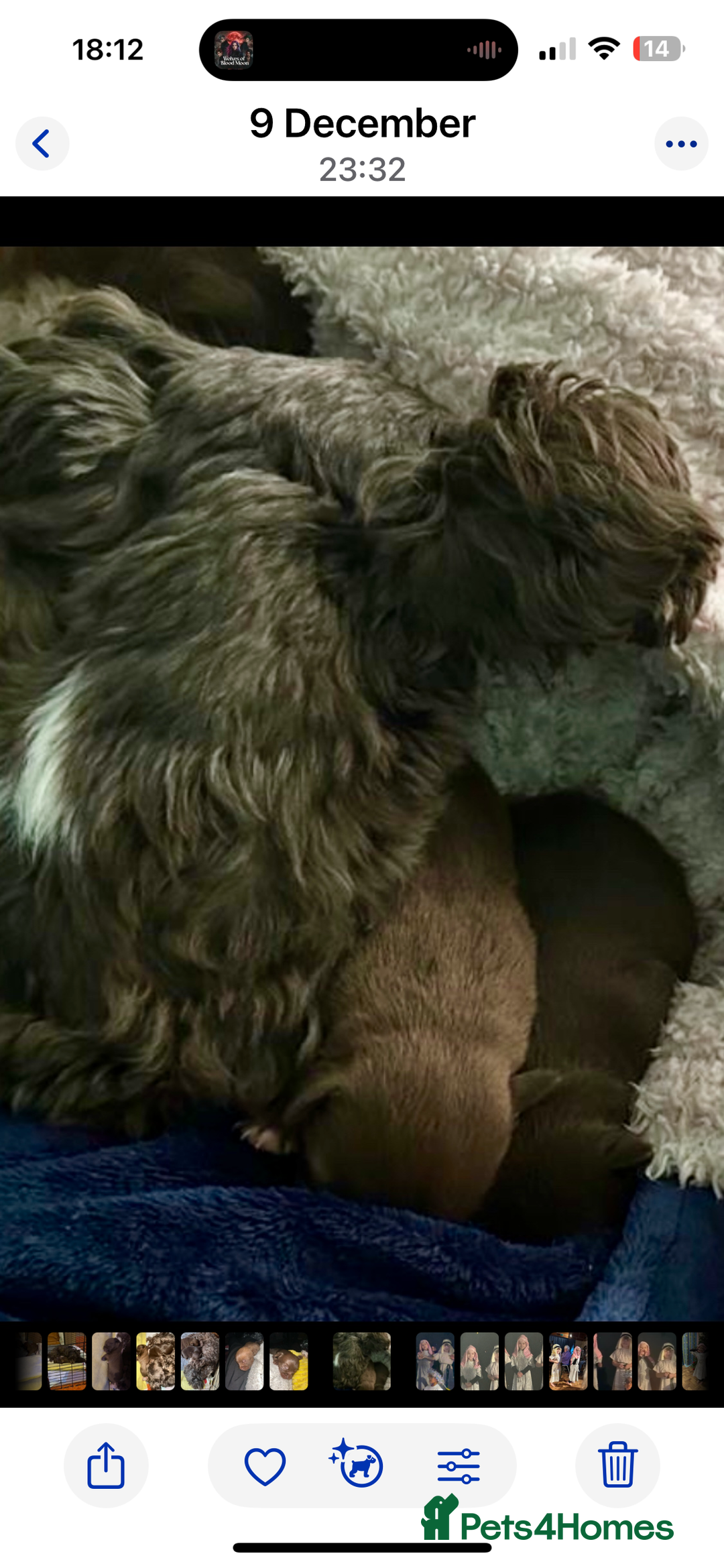 Chihuahua dogs for sale: X2 Gorgeous Chihuahua little ladies - Advert 13