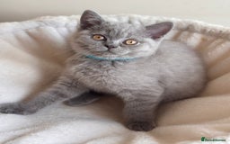 British Shorthair cats for sale: LILAC & BLUE MALE BRITISH SHORTHAIRS - Image 8