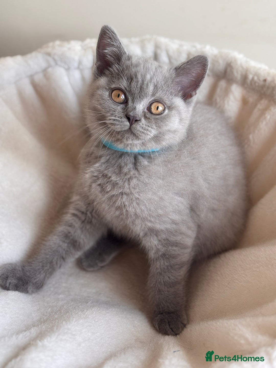 British Shorthair cats for sale: LILAC & BLUE MALE BRITISH SHORTHAIRS - Image 8