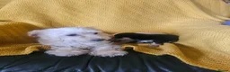 Chorkie dogs for sale: Beautiful chorkies  - Advert 5