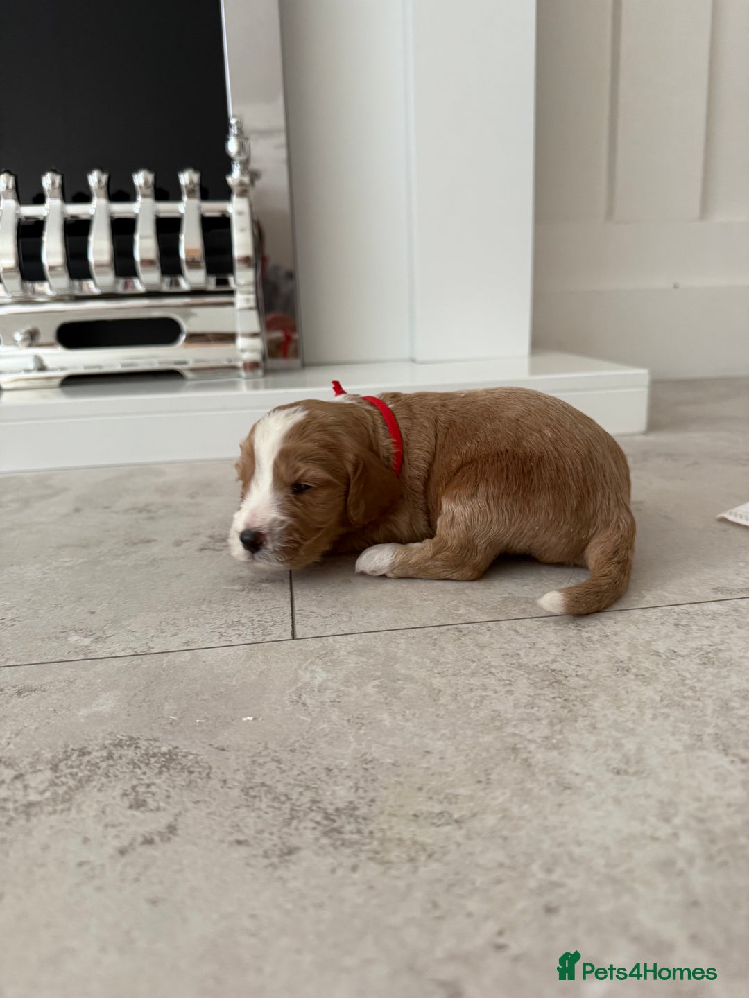 Cockapoo dogs for sale: 8 beautiful F1 cockapoo puppies - Image 7
