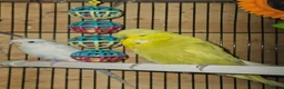 Budgerigars birds for sale: Budgies - Advert 8