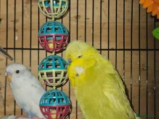 Budgerigars birds Recessive pied and Exhibition Budgies - Advert 12