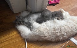 Maine Coon cats for sale: Maine coon girls - Image 12