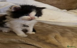 Domestic Shorthair cats for sale: 3 kittens up for sale - Image 3