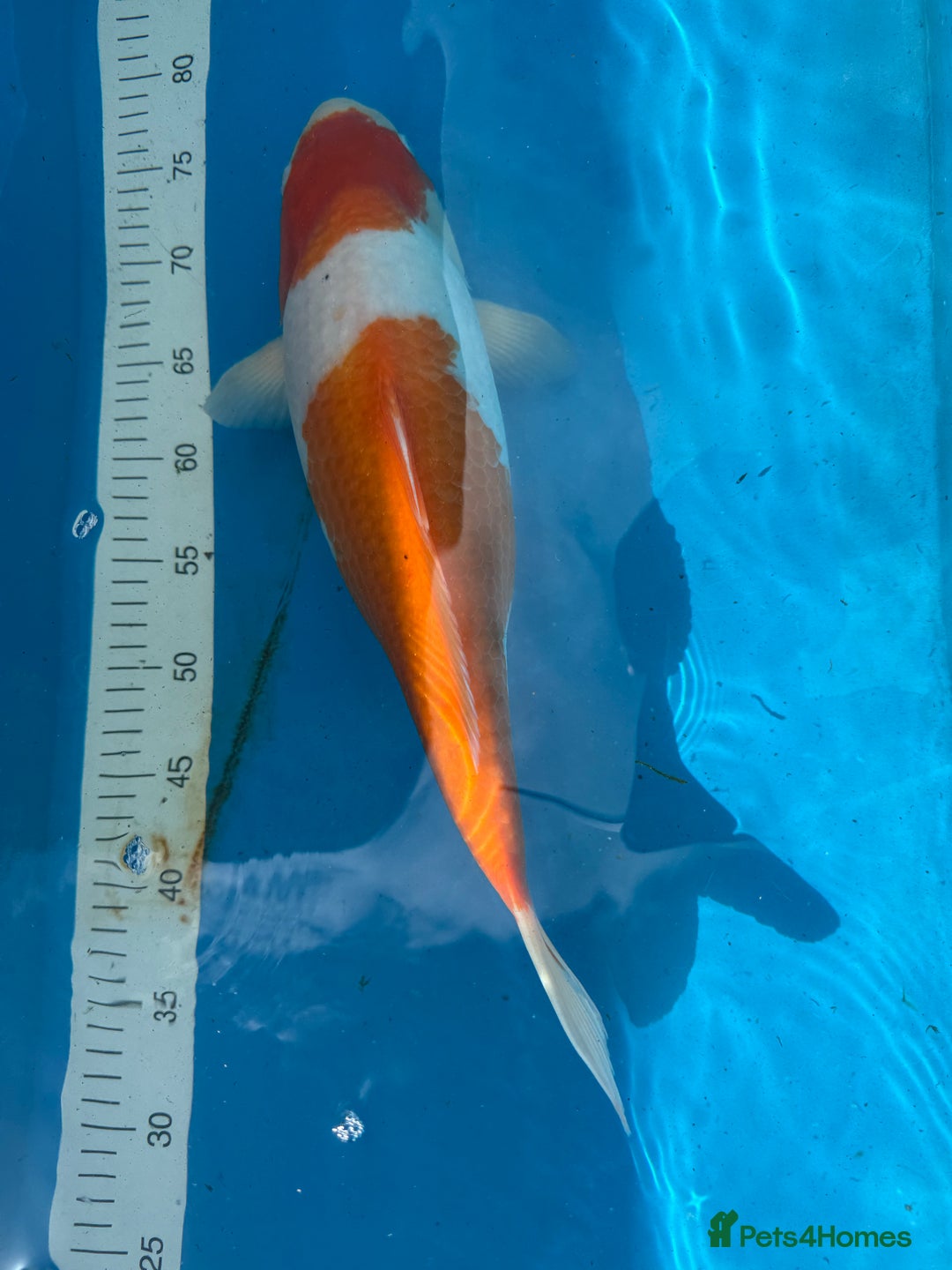 Koi Carp fish for sale: Various koi carp for sale  - Image 17