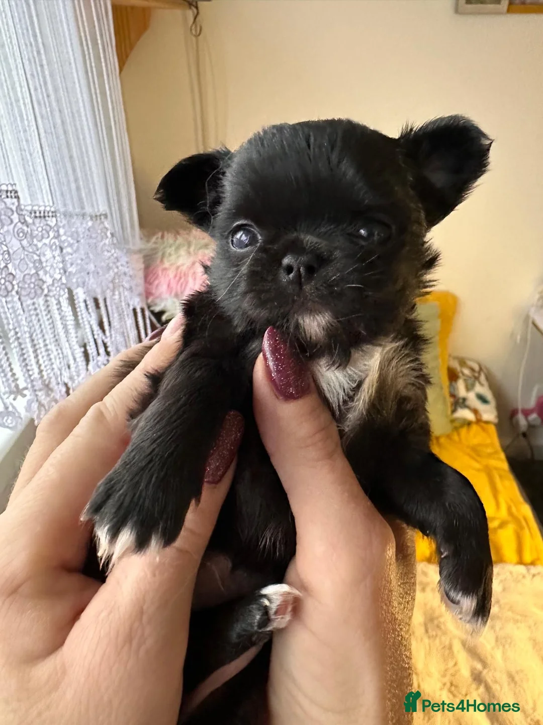 Chihuahua dogs for sale: Long hair, beautiful chihuahuas - Advert 19