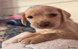 Mixed Breed dogs for sale: Cocker Spaniel Puppies – 4 Weeks Old - reserve now - Advert 16