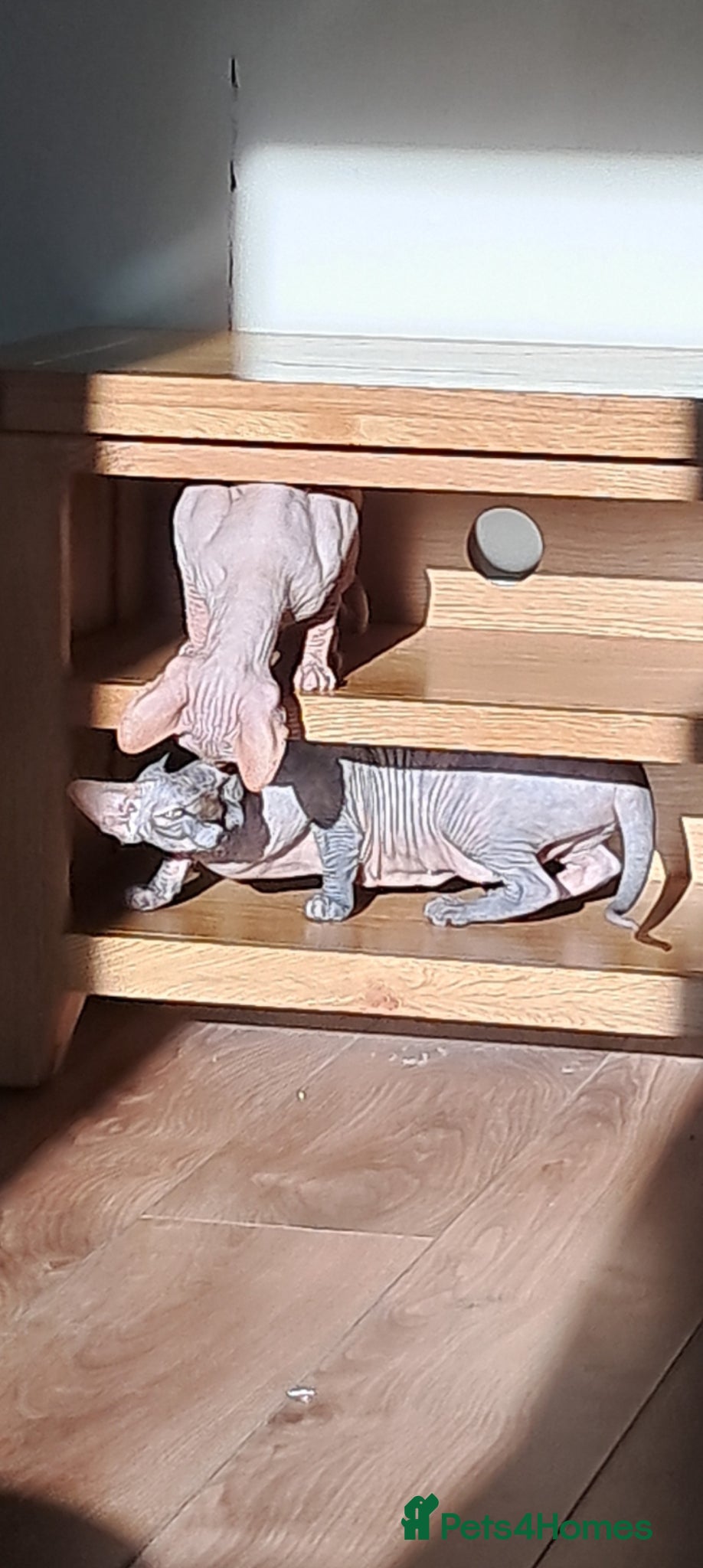 Sphynx cats X2 spayed female spynhx sisters  - Advert 6