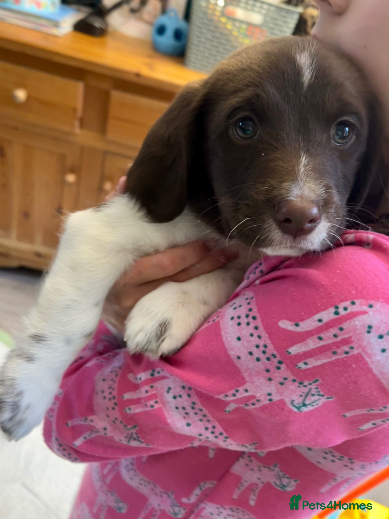 Mixed Breed dogs Wee woody  - Advert 2