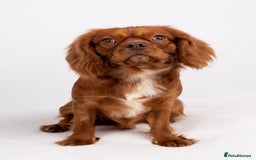 Cavalier King Charles Spaniel dogs for stud: KC REG EXTENSIVELY HEALTH TESTED CHOC RUBY STUD  in Hoddesdon - Image 7