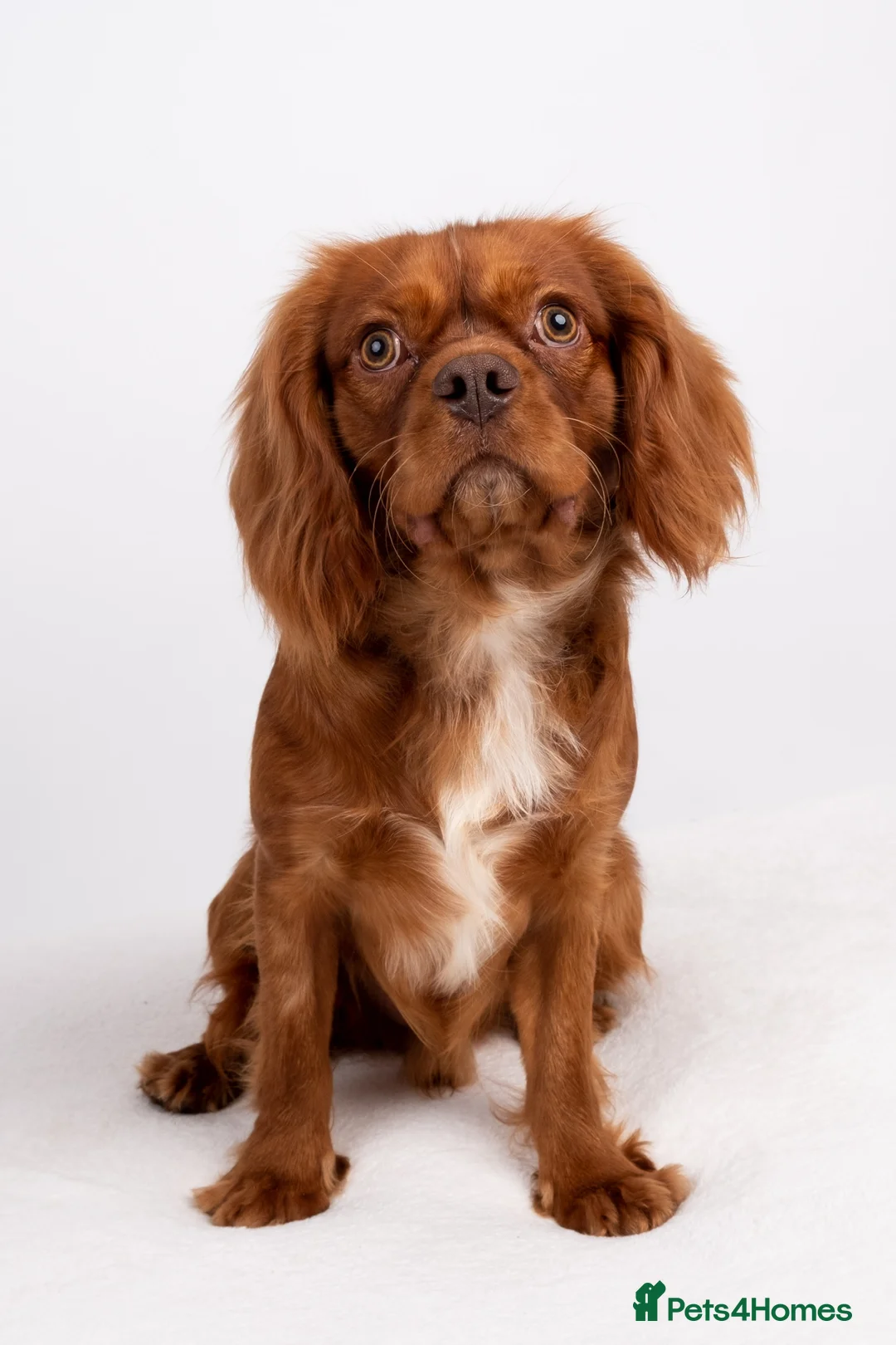 Cavalier King Charles Spaniel dogs for stud: KC REG EXTENSIVELY HEALTH TESTED RUBY STUD  in Hoddesdon - Advert 6