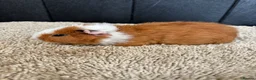 Guinea Pig rodents for sale: Stunning baby guinea pigs  - Advert 21