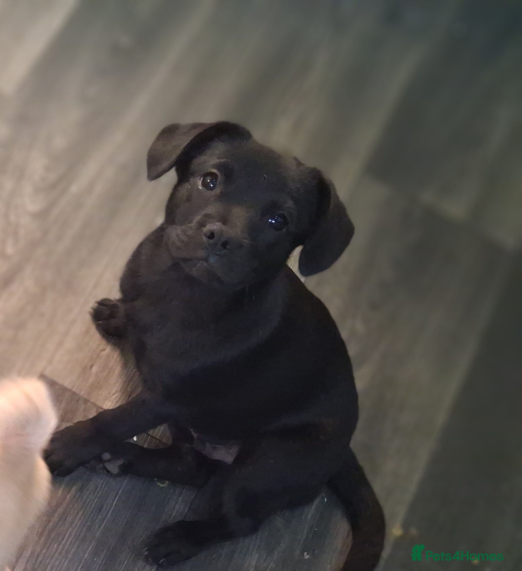 Mixed Breed dogs French bulldog x german spitz - Advert 2