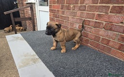 Belgian Shepherd Dog dogs for sale: Belgian Shepherd puppies - Advert 15