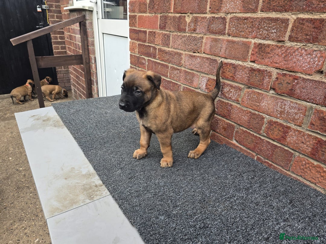 Belgian Shepherd Dog dogs for sale: Belgian Shepherd puppies - Advert 15