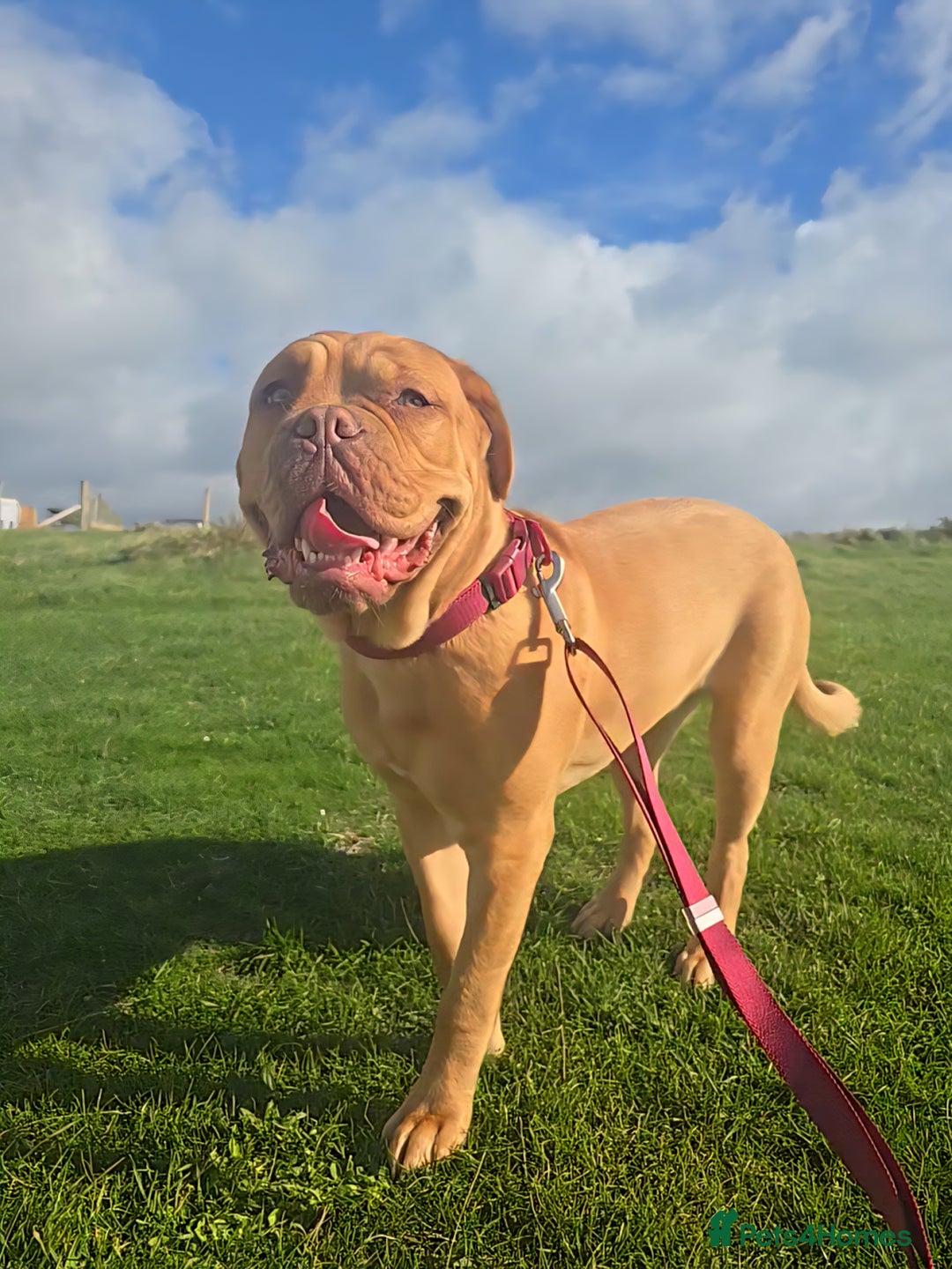 Mastiff dogs for sale: Beautiful girl looking for a new home - Advert 1