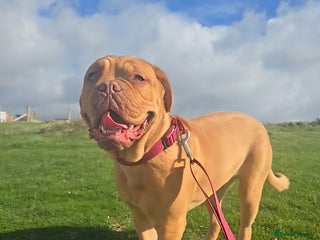 Mastiff dogs Beautiful girl looking for a new home - Advert 1