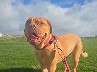 Mastiff dogs Beautiful girl looking for a new home - Advert 7