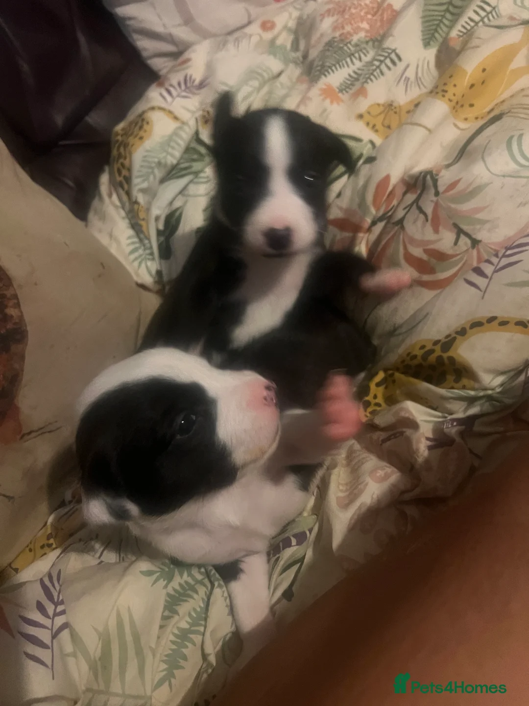 Mixed Breed dogs for sale: Adorable 13-Week-Old Female Puppies Ready For Home - Advert 13