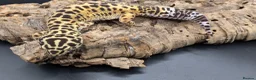 Leopard Gecko reptiles for sale: Adult leopard geckos - Advert 4