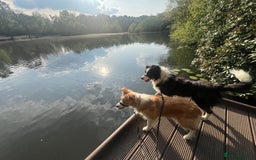 Border Collie dogs for sale: DUE 1st August Border collie Puppies - Image 10