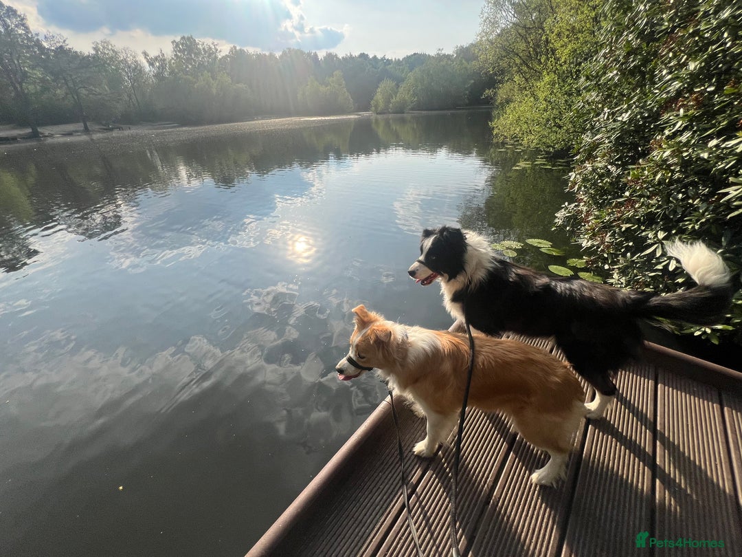Border Collie dogs for sale: DUE 1st August Border collie Puppies - Image 10