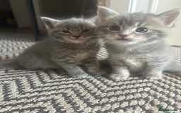 Russian Blue cats for sale: Russian blue X kittens boys  - Image 2