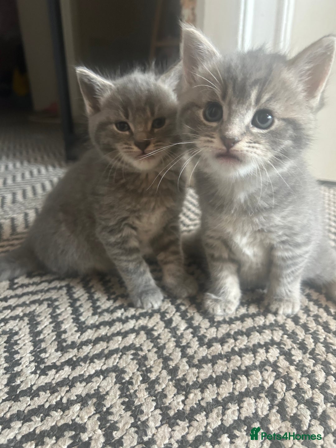 Russian Blue cats for sale: Russian blue X kittens boys  - Image 2