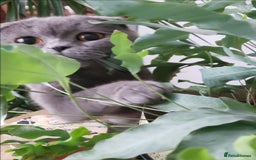 British Shorthair cats for sale: British shorthair kittens😻 - Image 14
