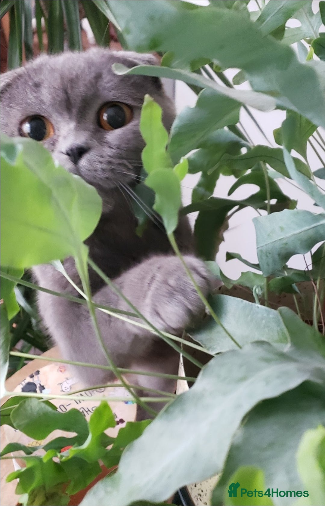 British Shorthair cats for sale: British shorthair kittens😻 - Image 14