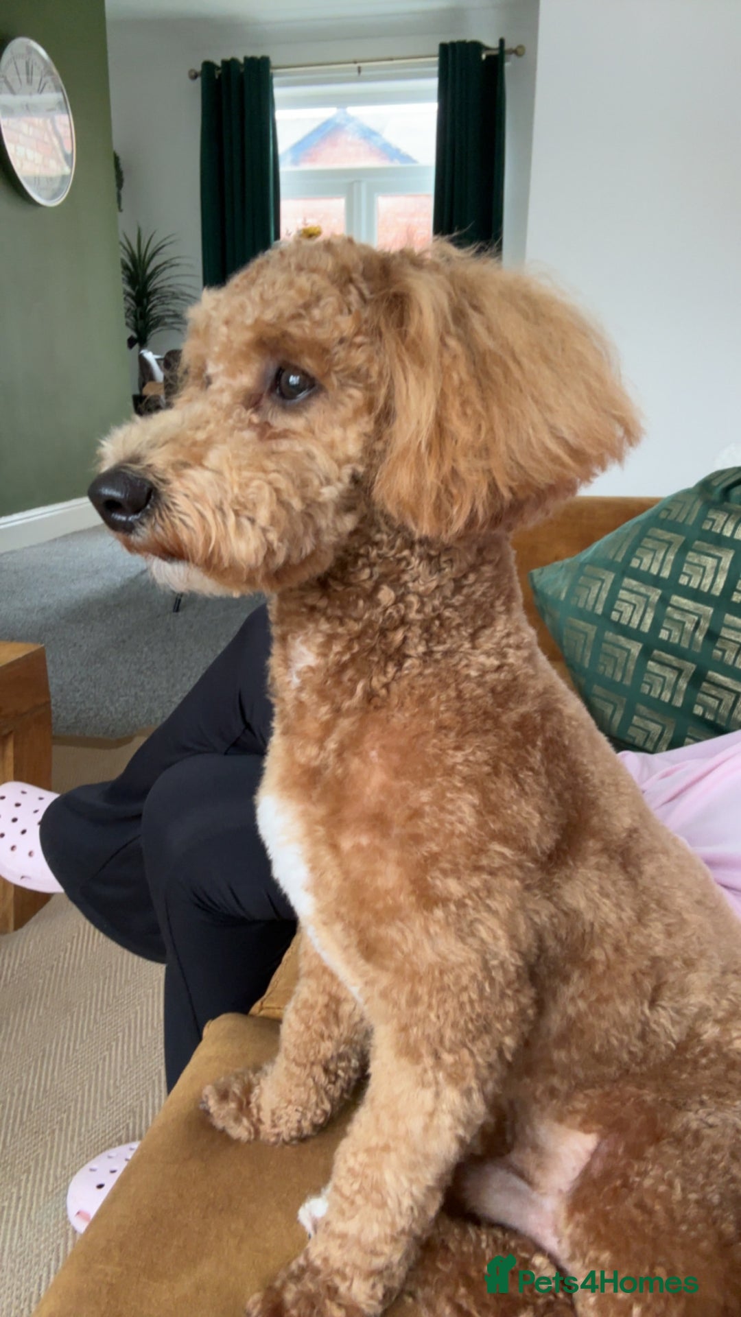 Cavapoo dogs for stud: Cavapoo for Stud - Image 3