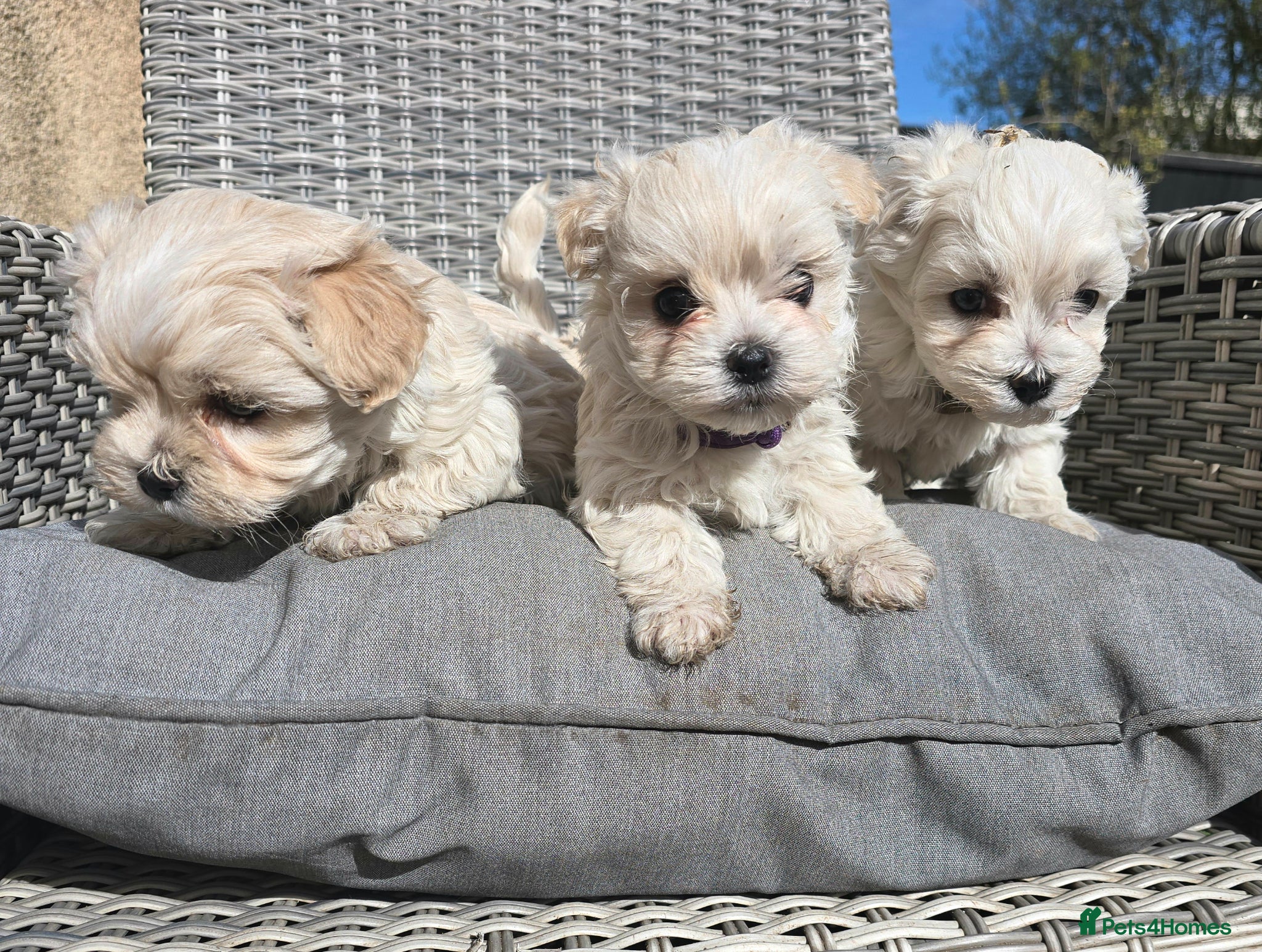 Maltipoo dogs Toy Maltipoo baby's  - Advert 10