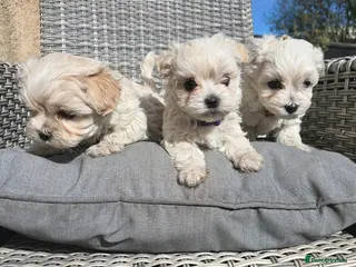 Maltipoo dogs Toy Maltipoo baby's - Advert 10