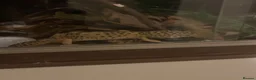 Leopard Gecko reptiles for sale: female leopard gecko - Advert 2