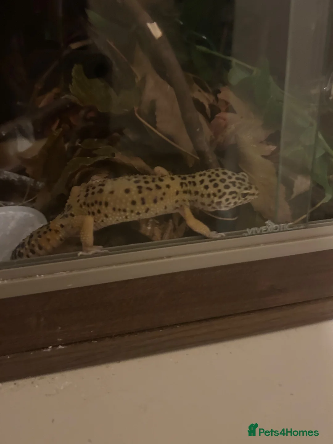 Leopard Gecko reptiles for sale: female leopard gecko - Advert 2