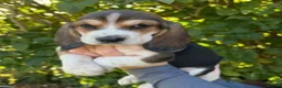 Basset Hound dogs for stud: STUD ONLY PROVEN Health tested Tri Basset Hound  - Advert 7
