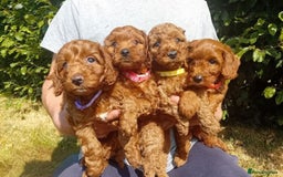 Cockapoo dogs for sale: Amazing F1b Cockapoos - Image 1