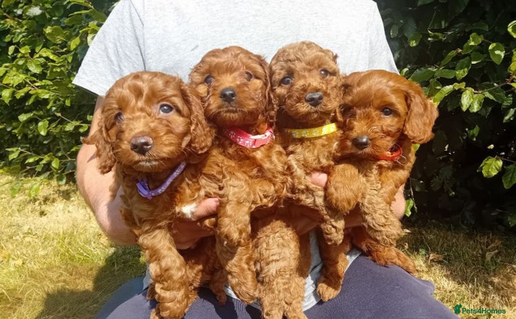Cockapoo dogs - Advert 16